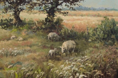 Schapen bij Loon XL-Rudy Volbeda